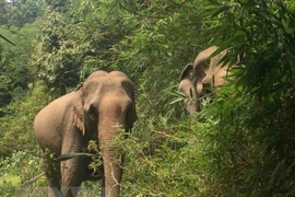 Destacan en Vietnam importancia de conservación de la biodiversidad