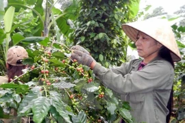 Vietnam ingresará tres mil 500 millones de dólares por exportaciones de café en 2018
