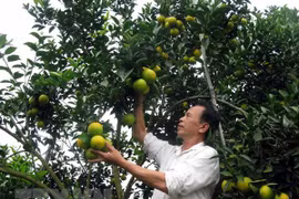 Inician construcción de fábrica de procesamiento de frutas en provincia septentrional vietnamita