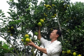 Inician construcción de fábrica de procesamiento de frutas en provincia septentrional vietnamita
