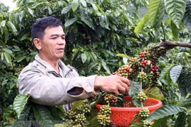 Vietnam ingresa mil millones de dólares por exportaciones de café en primer trimestre