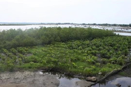 Fortalecen resiliencia ante cambio climático en zonas litorales de Vietnam