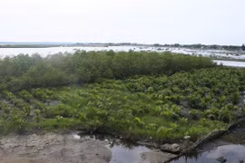 Fortalecen resiliencia ante cambio climático en zonas litorales de Vietnam