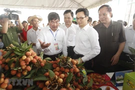 Inauguran primer festival de lichi en provincia norvietnamita de Hai Duong
