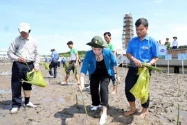 Plantan miles de árboles en extremo sur de Vietnam para enfrentar cambio climático 