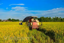 Vietnam promueve el cultivo de nuevas variedades de arroz
