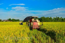 Vietnam promueve el cultivo de nuevas variedades de arroz