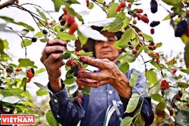 Exportaciones de frutas y verduras de Vietnam registran crecimiento récord