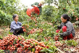 Provincia vietnamita de Bac Giang exporta la mitad de su producción de lichi