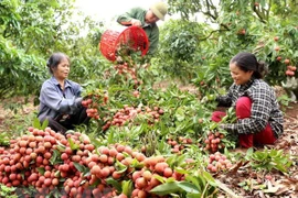 Provincia vietnamita de Bac Giang exporta la mitad de su producción de lichi