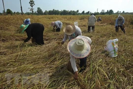 Tailandia dedica casi tres mil millones de dólares a favor del sector arrocero