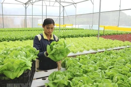 Vietnam e Israel promueven nexos económicos 