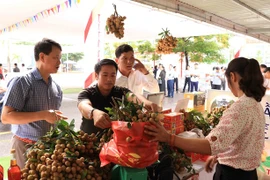 Comercio electrónico: canal de promoción del longan vietnamita