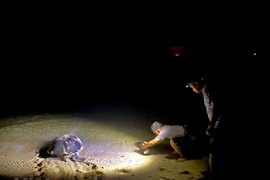 Tortugas marinas eligen isla vietnamita de Bay Canh para temporada de reproducción