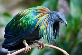 Paloma de Nicobar aparece en Parque Nacional Con Dao de Vietnam