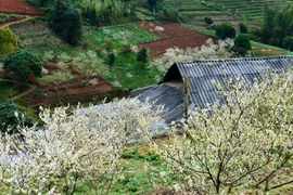 Temporada de flores de ciruelo en meseta rocosa vietnamita de Ha Giang