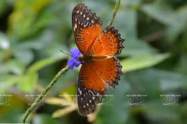 Península vietnamita de Son Tra, un regalo de la naturaleza