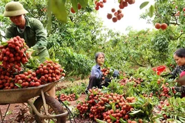 Provincia vietnamita de Bac Giang refuerza promoción de marcas y productos agrícolas