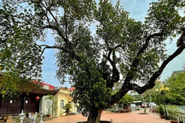 Curioso árbol de yaca de 500 años en Hanoi
