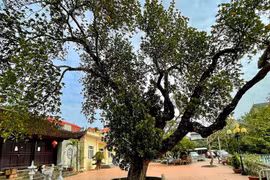 Curioso árbol de yaca de 500 años en Hanoi
