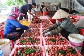 La provincia norteña de Bac Giang es famosa por sus lichis, cultivados principalmente en el distrito de Luc Ngan (Foto: VNA)
