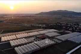 Más cooperativas de la provincia de Bac Giang aplican tecnología 