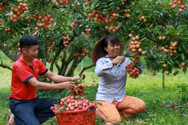 Provincia de Bac Giang ofrece nueva oferta turística