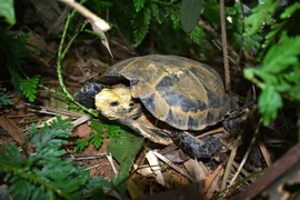 Descubren variedades raras de tortugas en Reserva Natural de Vietnam