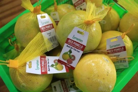 Provincia vietnamita envía primer lote de pomelo rojo a Reino Unido