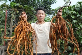 Bac Giang fortalece productos agrícolas típicos y de fortaleza