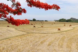 Continúan promoviendo imagen y papel de Vietnam en UNESCO