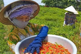 Chile fresco de Vietnam obtiene permiso de entrada al mercado chino