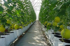 Provincia vietnamita de Bac Ninh busca mejorar agricultura con altas tecnologías 