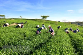 Vietnam, mayor exportador de té a Taiwán (China)