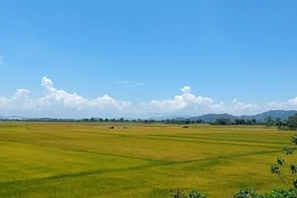 Krong No, el lugar en el que se cultiva arroz en suelo volcánico