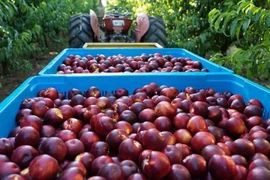 Australia exportará duraznos y nectarinas a Vietnam