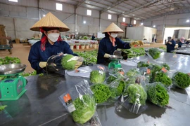 Vietnam se esfuerza por exportar verduras limpias a Singapur y Corea del Sur