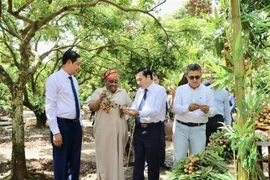 Impulsan promoción de longan vietnamita entre cuerpos diplomáticos 