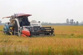 Exportaciones de provincia vietnamita de Kien Giang aumentan más de 15 por ciento
