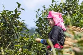 Localidad vietnamita promueve exportación del té orgánico Shan Tuyet