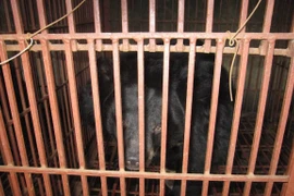 Buscan poner fin a la crianza ilegal de osos en Hanoi