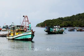 Vietnam refuerza lucha contra la pesca ilegal