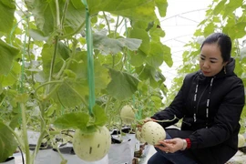 Establecerán zona agrícola de alta tecnología en provincia vietnamita de Quang Ninh