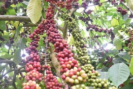 Tailandia planea extender áreas de cultivo de café