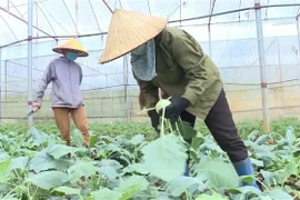 Dang Xa, gran huerto de verduras con estándares orgánicos en Hanoi