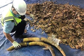 Incauta aduana vietnamita presunto cargamento de marfil y escamas de pangolín