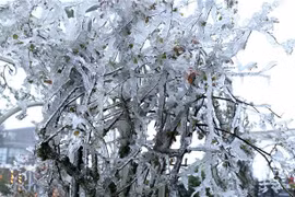 El frío se intensifica en el norte de Vietnam