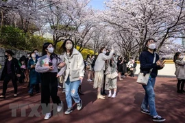Corea del Sur organiza diversas actividades de atracción de turistas vietnamitas 