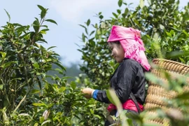 Localidad vietnamita promueve exportación del té orgánico Shan Tuyet