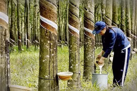 Tailandia, principal exportador de caucho del mundo